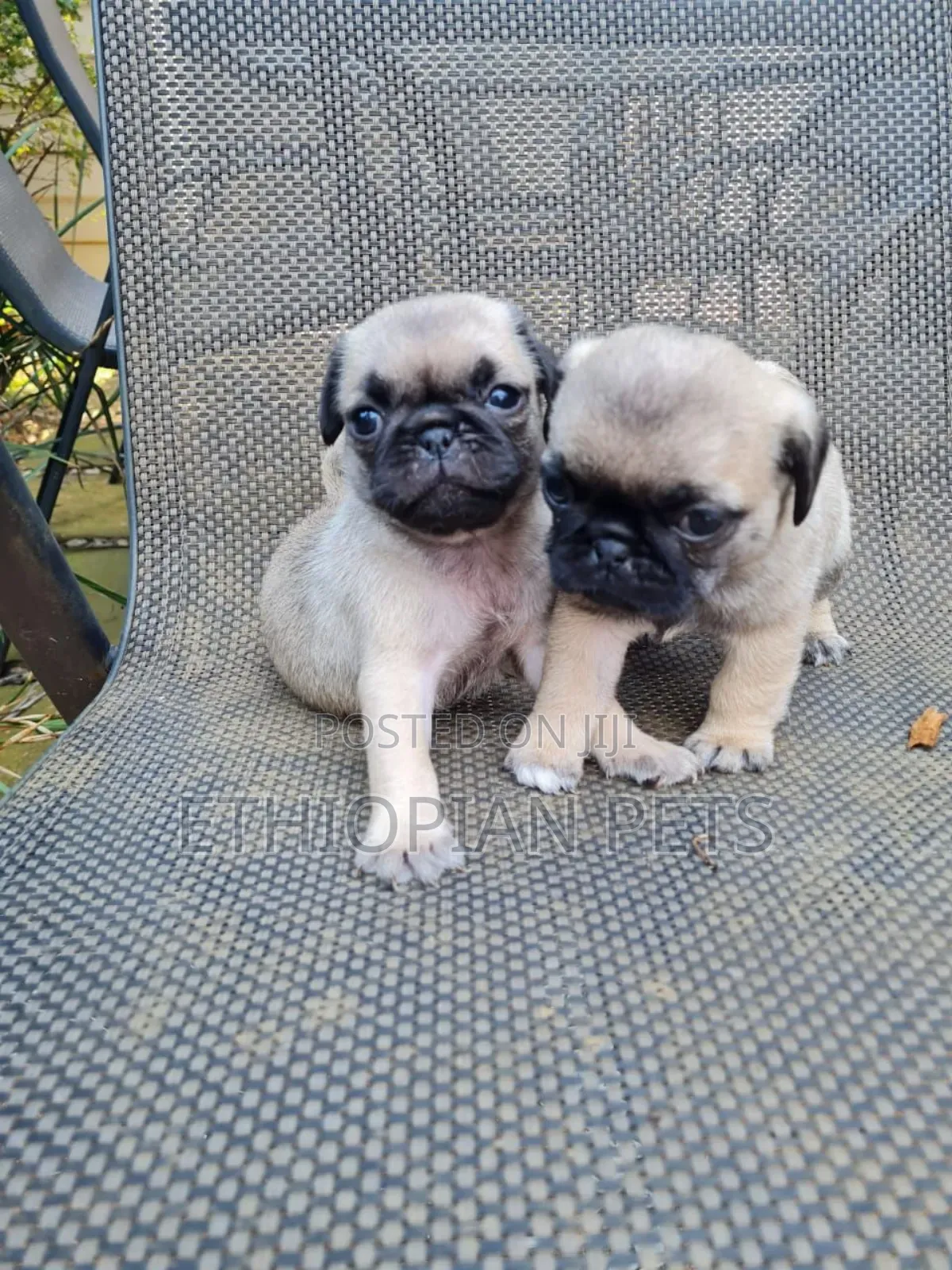 1-3 months Male Purebred Pug