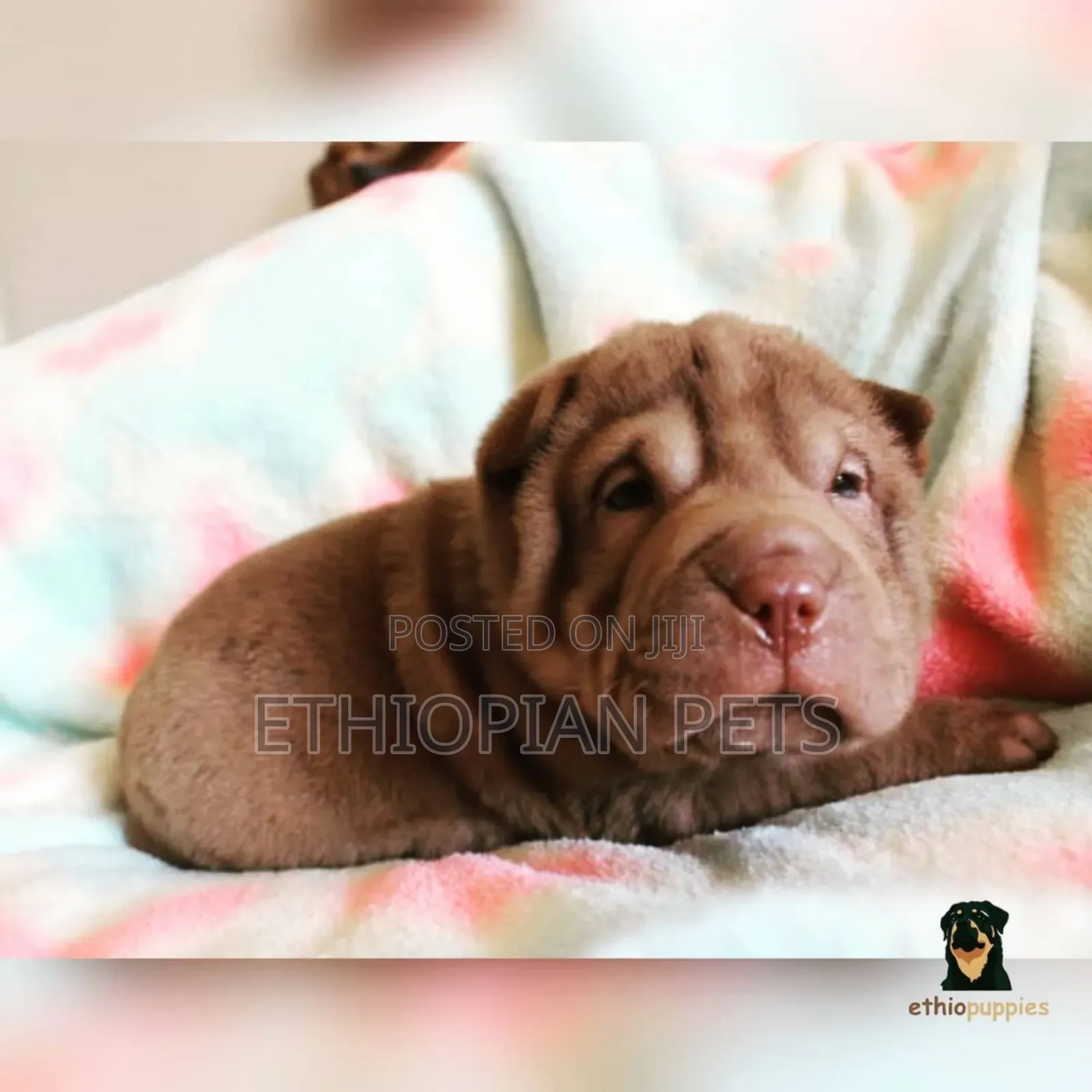 1-3 months Male Purebred Chinese Shar-Pei