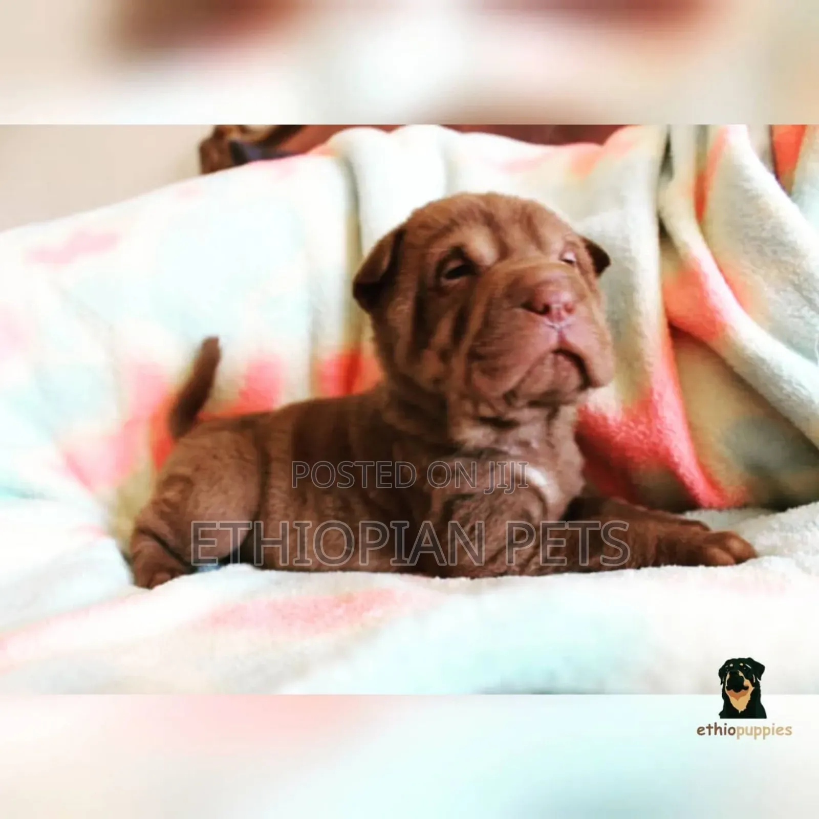 1-3 months Male Purebred Chinese Shar-Pei