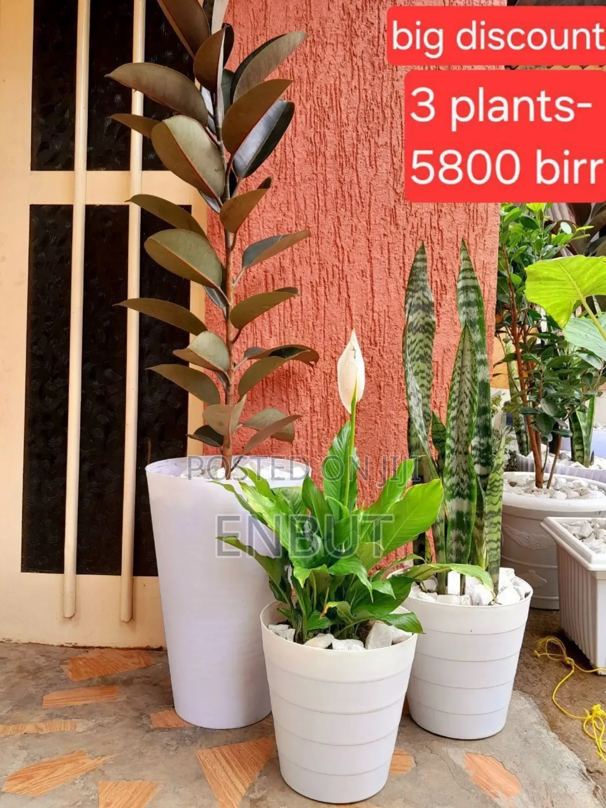 Natural Plants