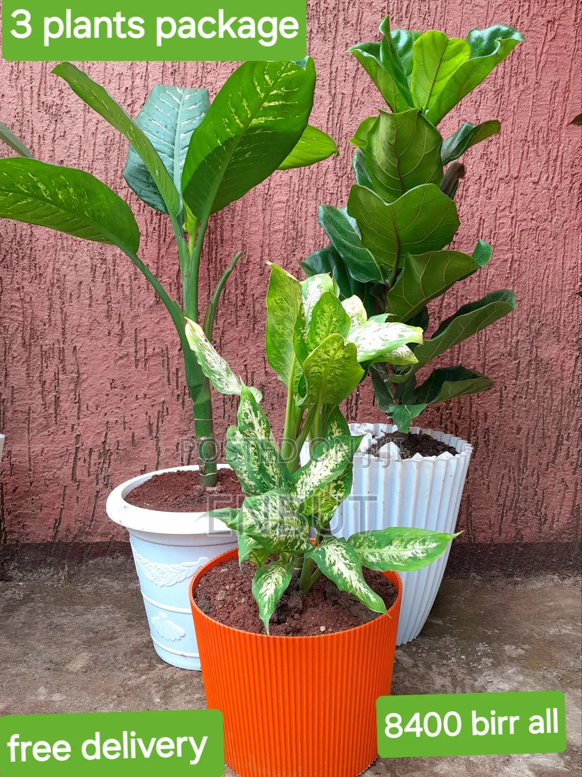 Natural Plants