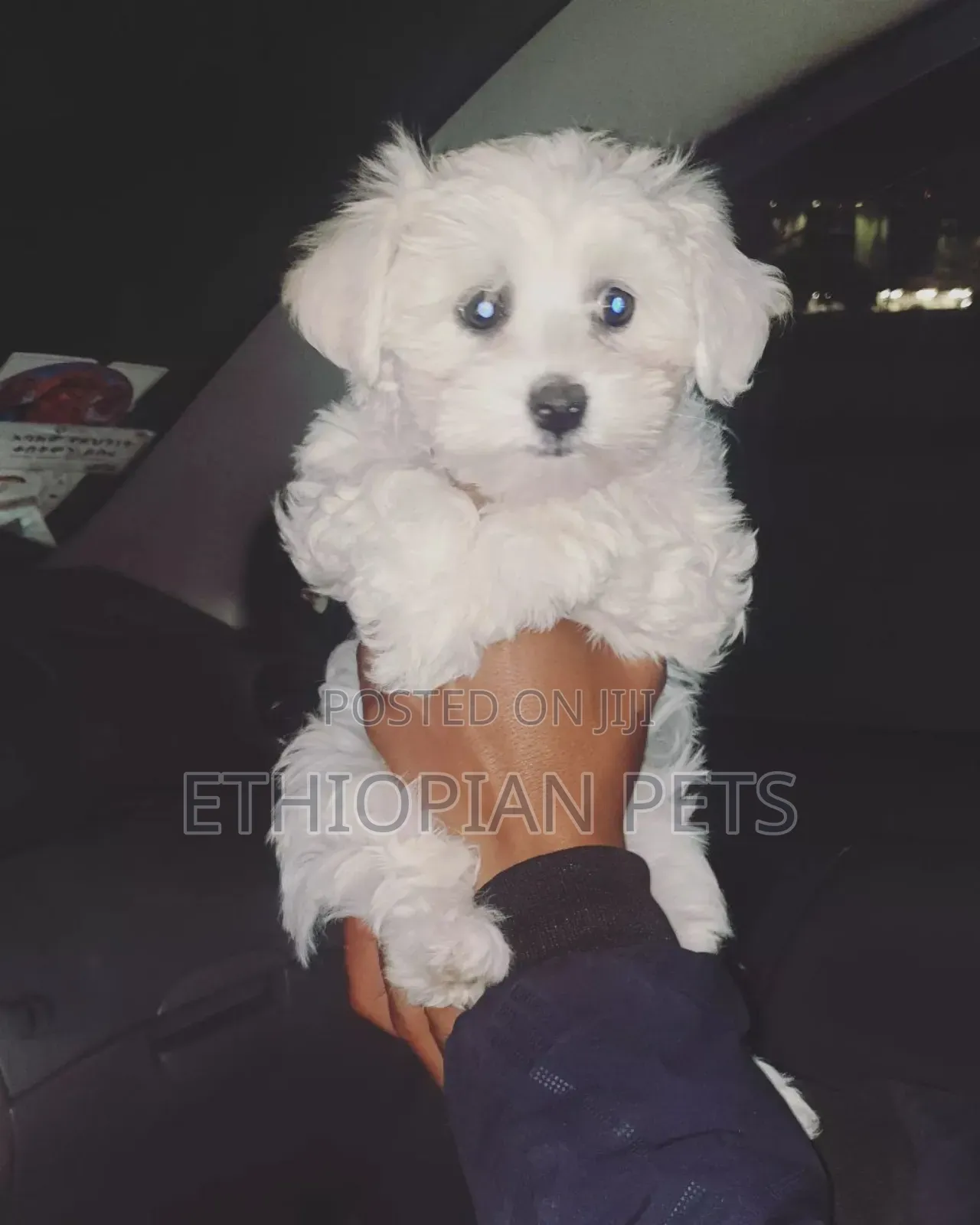 1-3 months Male Purebred Maltese