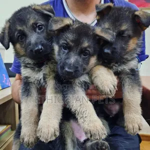 1-3 months Male Purebred German Shepherd