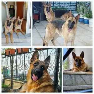 1-3 months Male Purebred German Shepherd