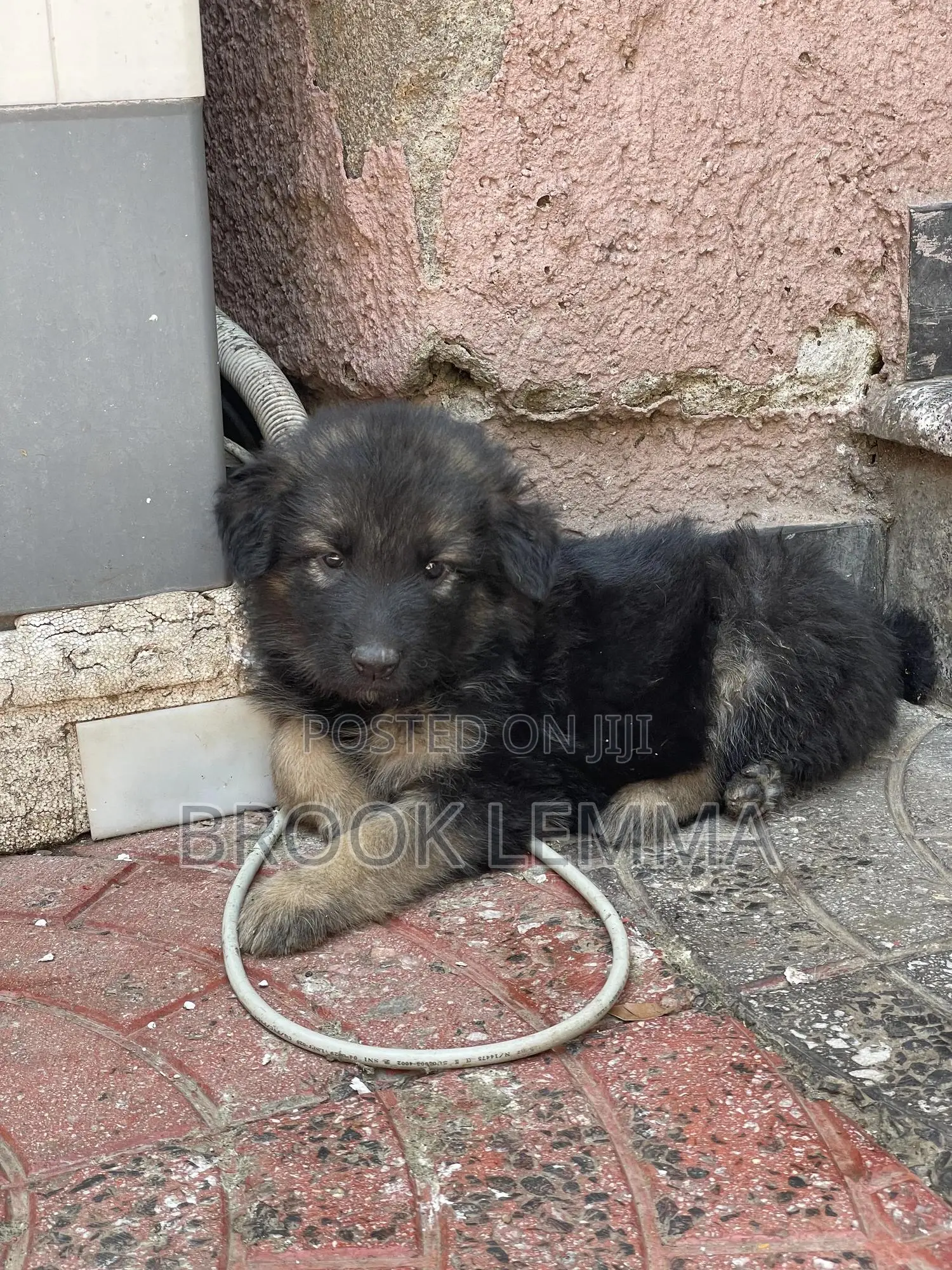 1-3 months Male Purebred German Shepherd