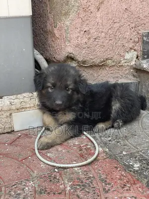 1-3 months Male Purebred German Shepherd