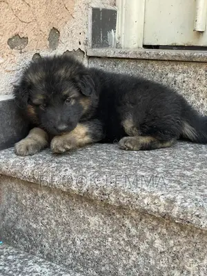 1-3 months Male Purebred German Shepherd