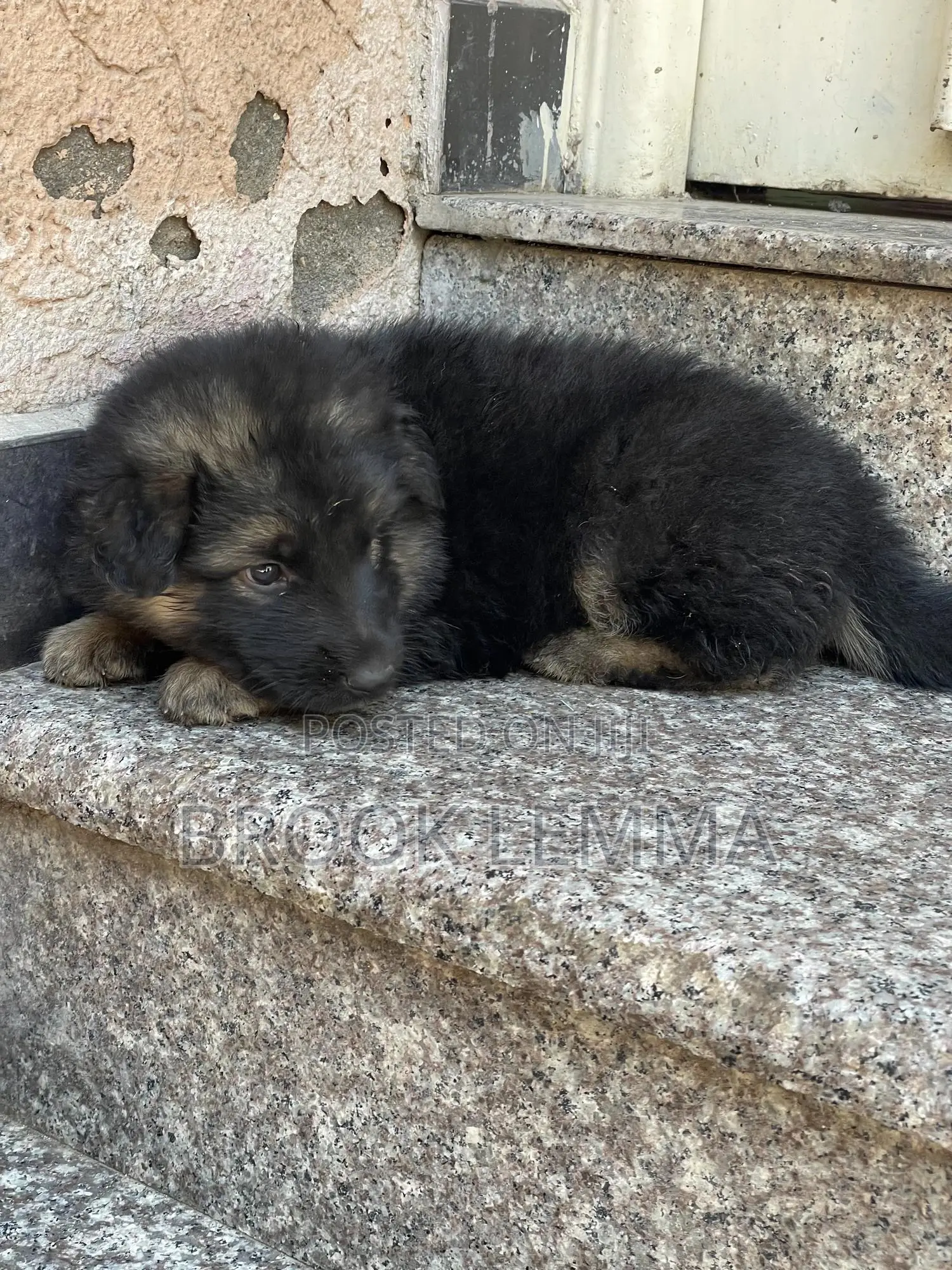 1-3 months Male Purebred German Shepherd
