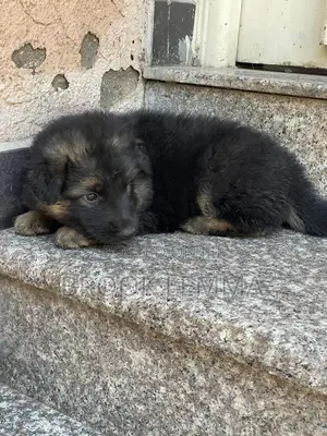 1-3 months Male Purebred German Shepherd