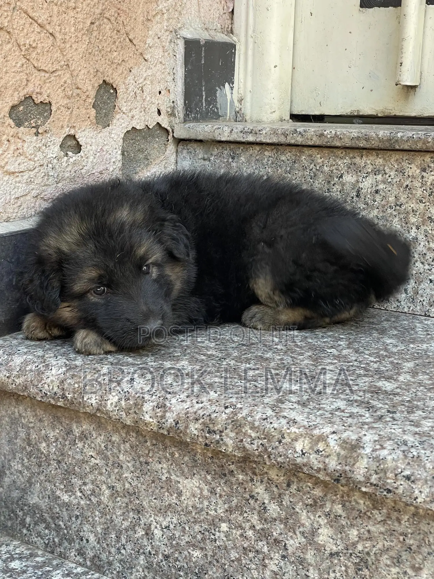 1-3 months Male Purebred German Shepherd