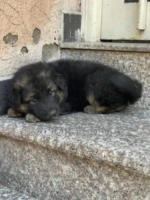 1-3 months Male Purebred German Shepherd