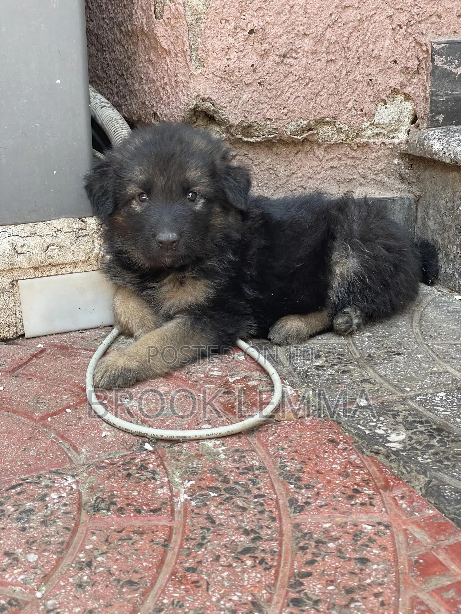 1-3 months Male Purebred German Shepherd