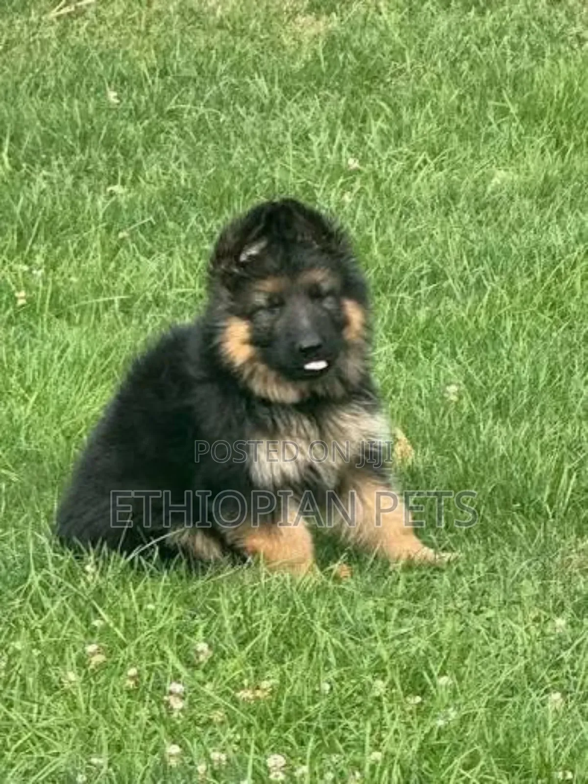 1-3 months Male Purebred German Shepherd