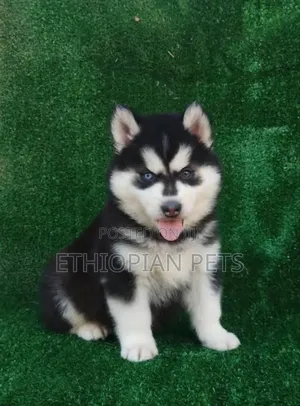 1-3 months Male Purebred Siberian Husky
