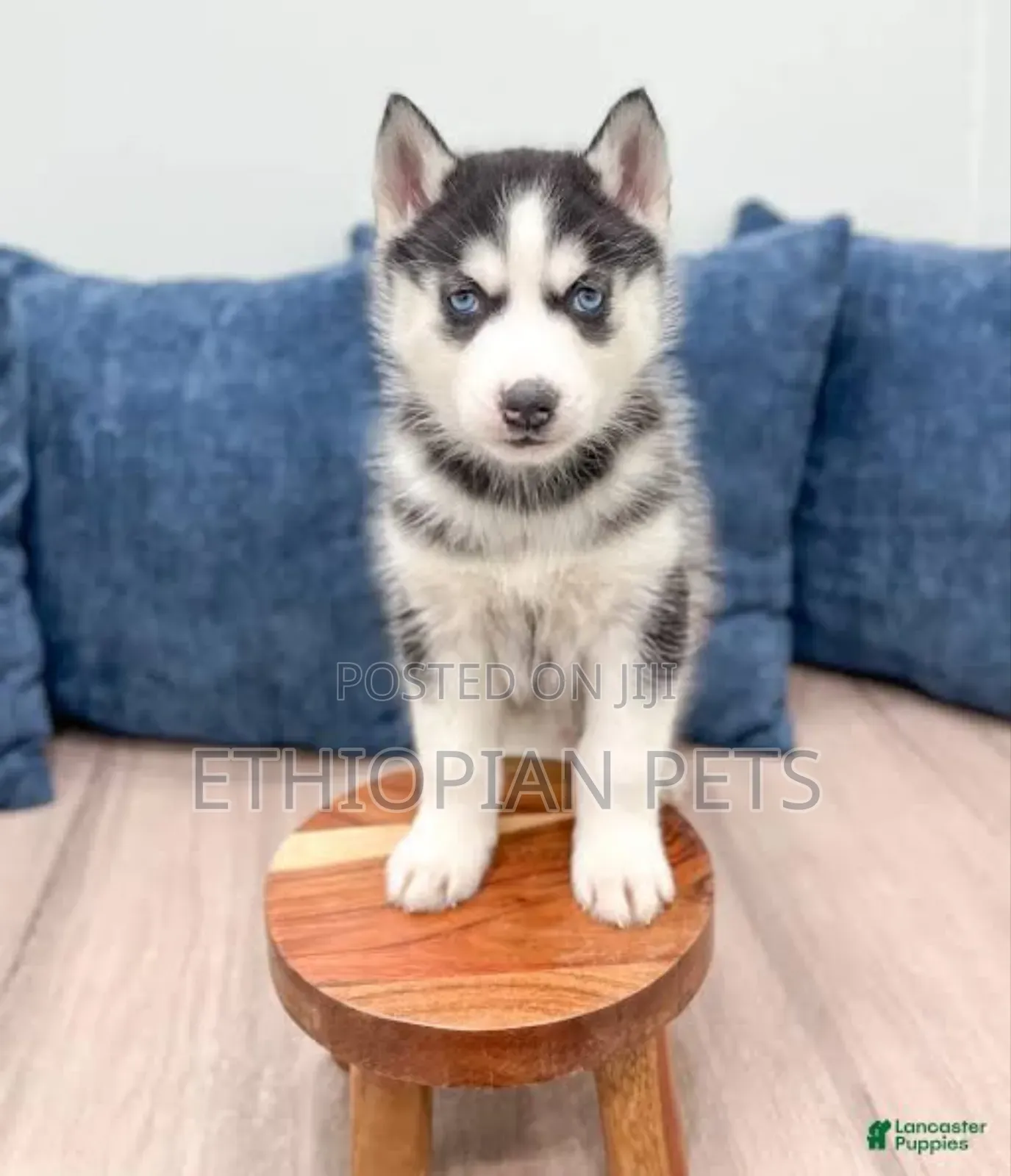 1-3 months Male Purebred Siberian Husky