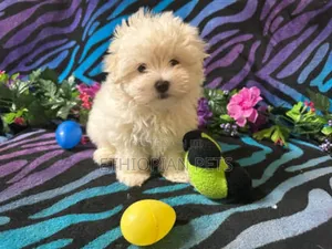 1-3 months Male Purebred Maltese