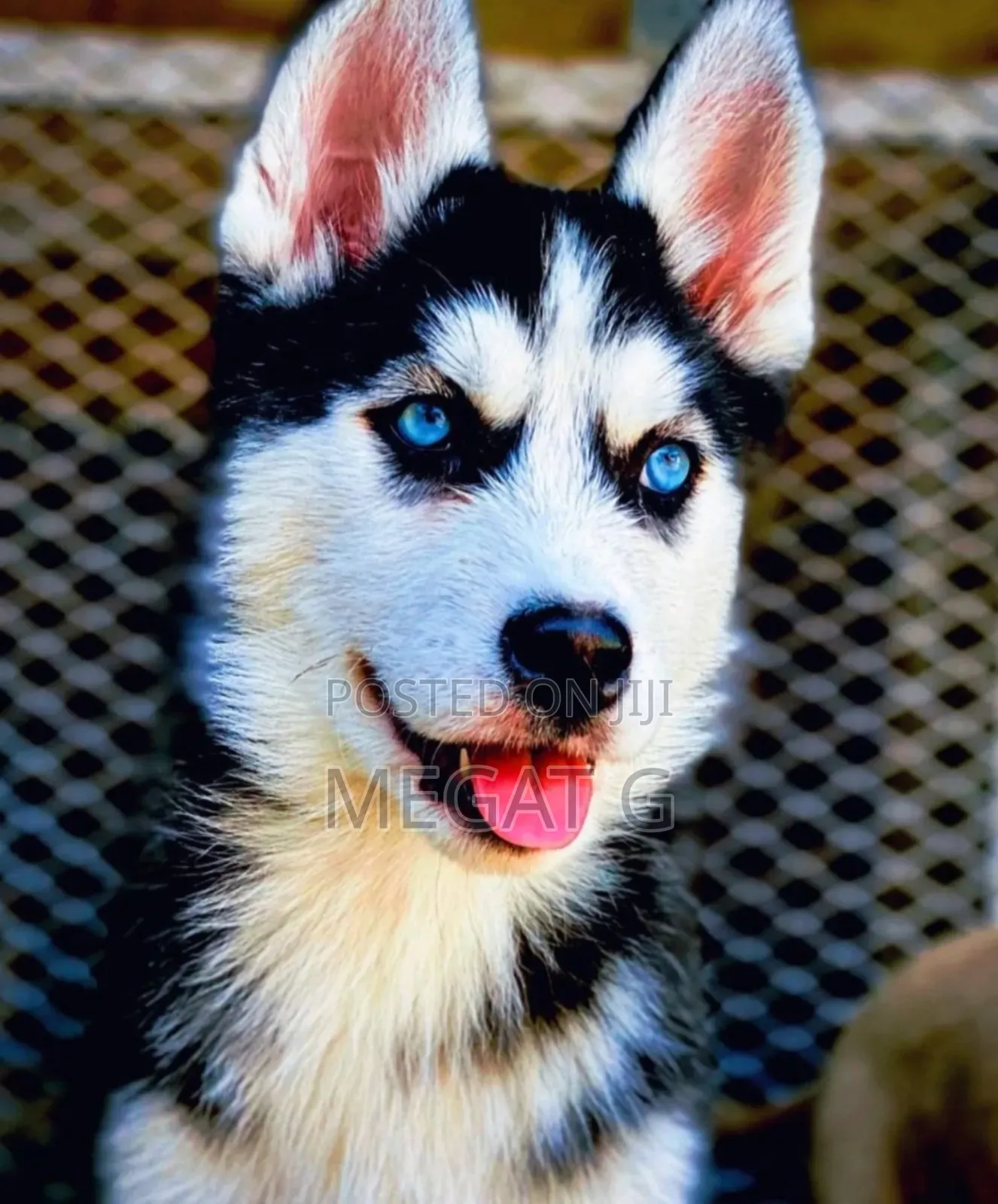 1-3 months Male Purebred Siberian Husky