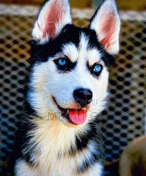 1-3 months Male Purebred Siberian Husky