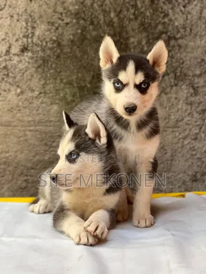 1-3 months Male Purebred Siberian Husky