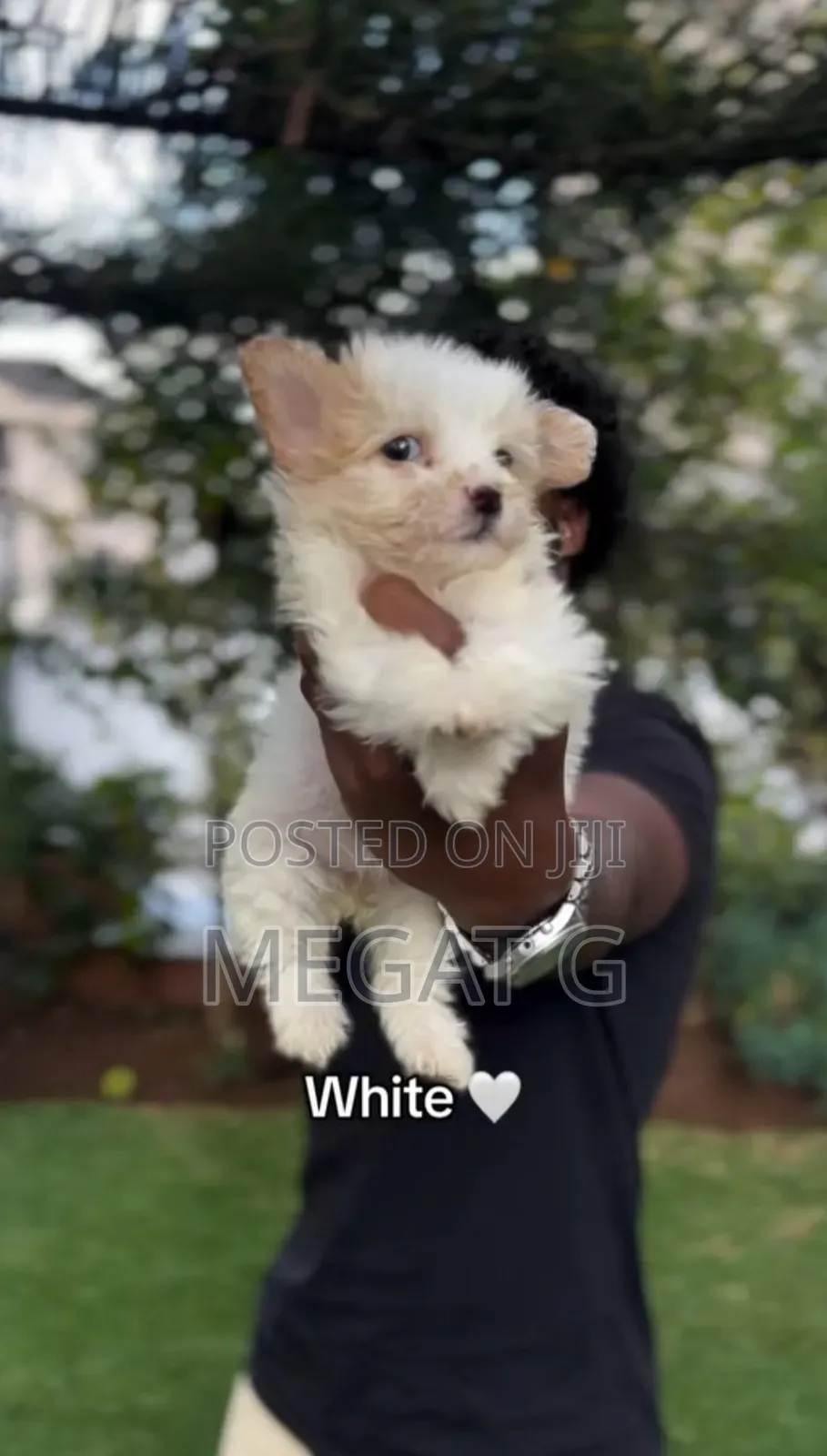 1-3 months Male Purebred Maltese