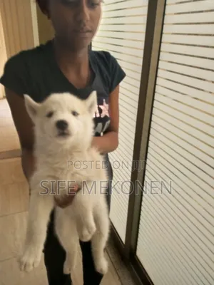1-3 months Male Purebred Siberian Husky