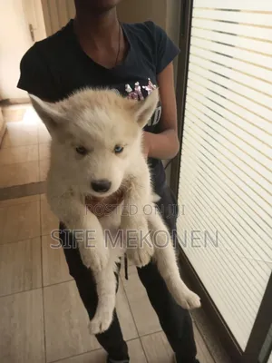 1-3 months Male Purebred Siberian Husky