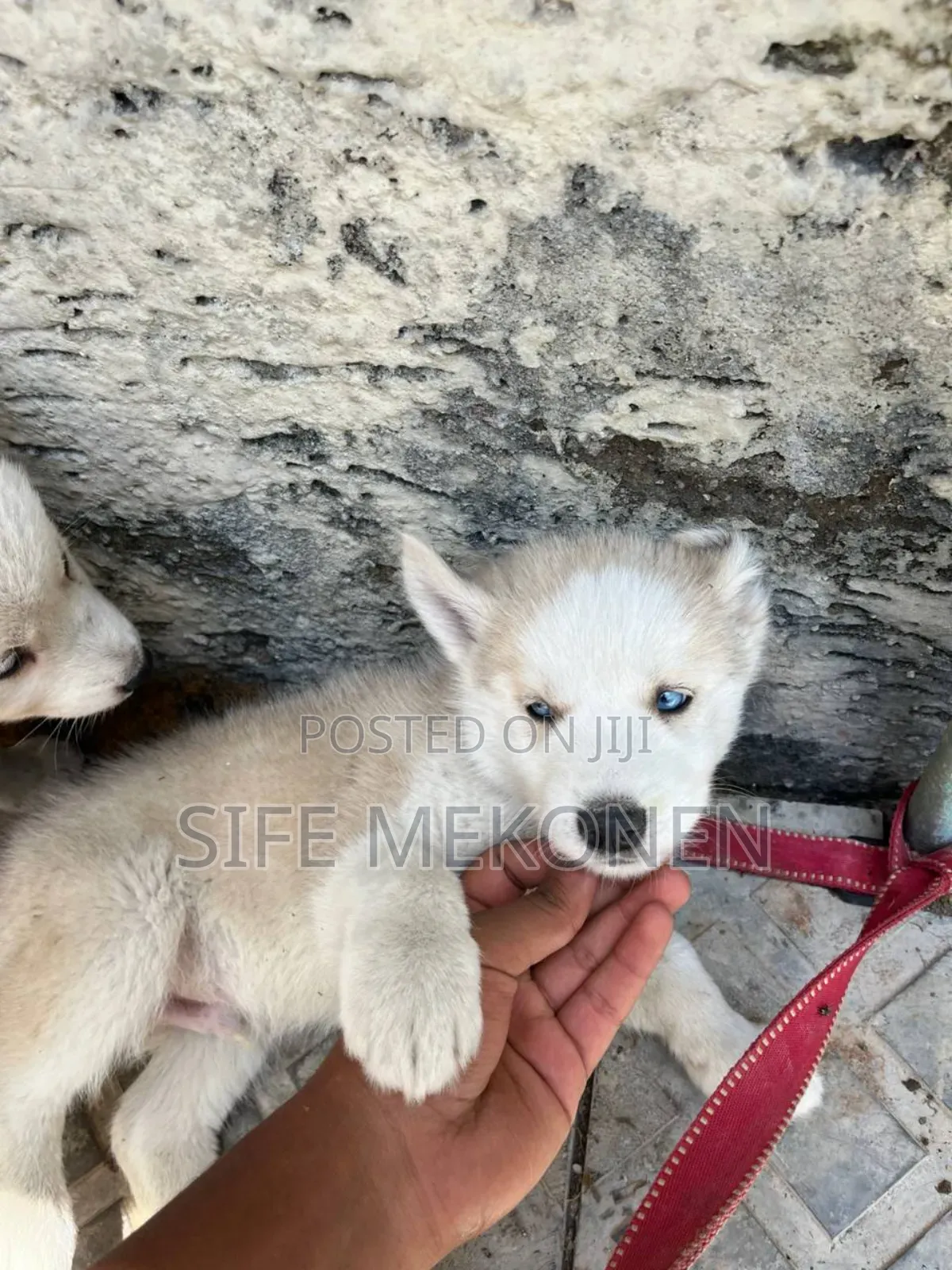 1-3 months Male Purebred Siberian Husky