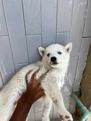1-3 months Male Purebred Siberian Husky