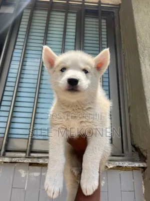 1-3 months Male Purebred Siberian Husky