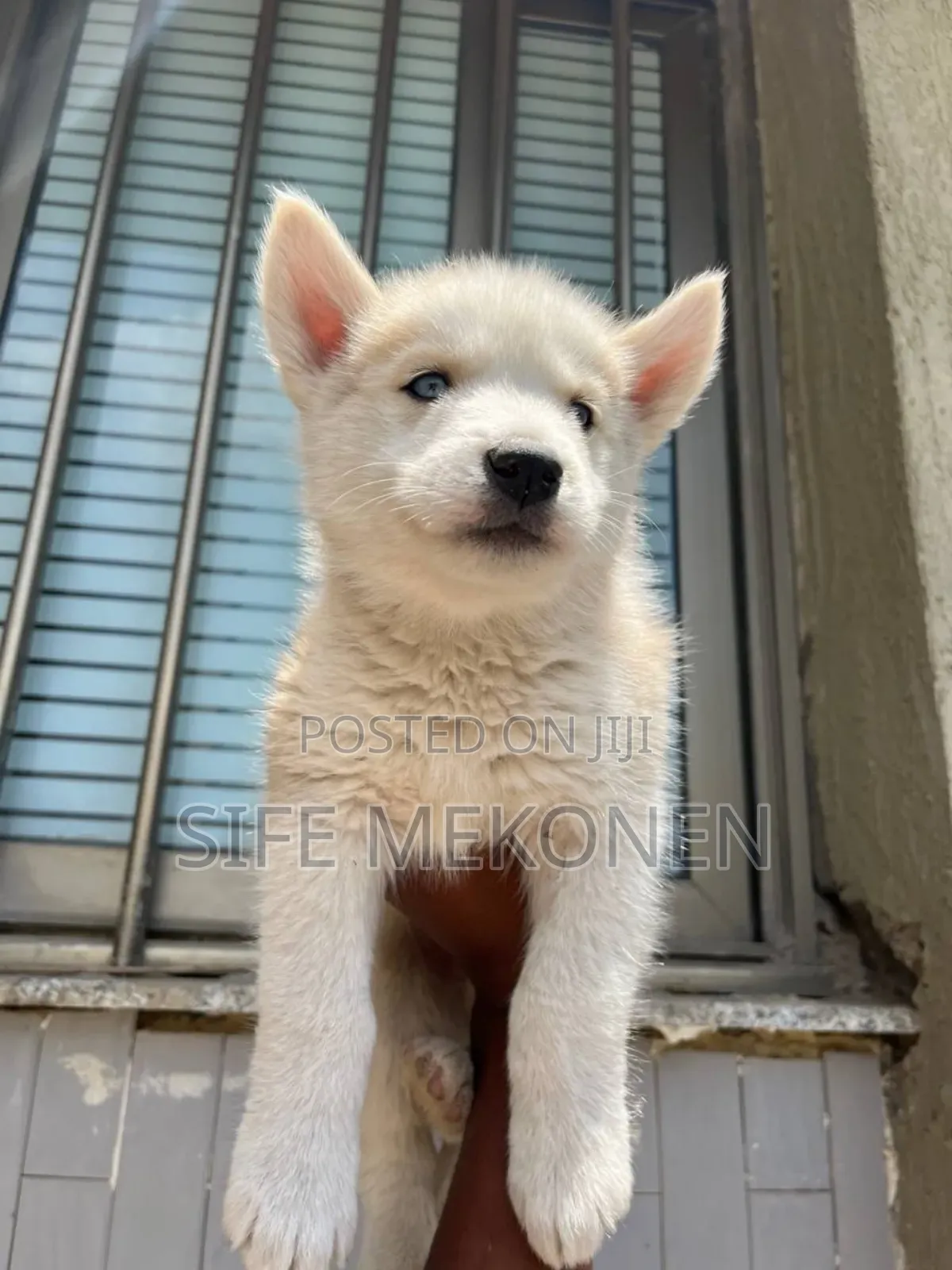 1-3 months Male Purebred Siberian Husky