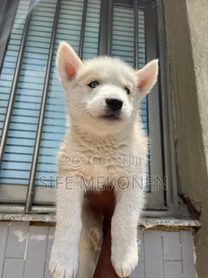 1-3 months Male Purebred Siberian Husky