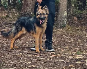 1-3 months Male Purebred German Shepherd