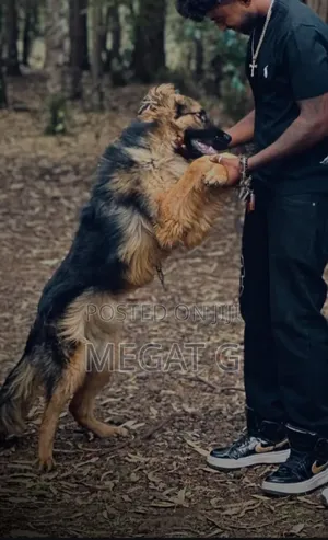 1-3 months Male Purebred German Shepherd