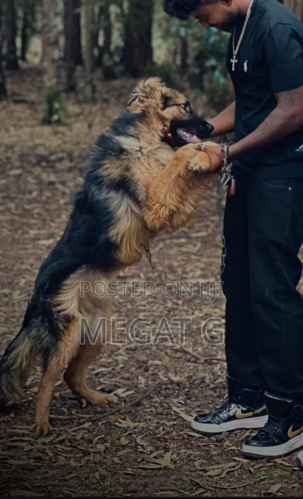 1-3 months Male Purebred German Shepherd