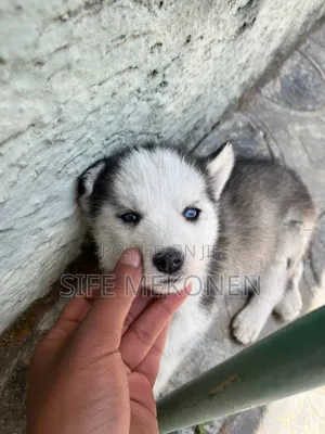1-3 months Female Purebred Siberian Husky