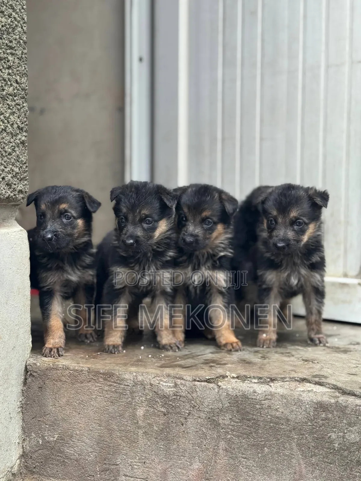 1-3 months Male Purebred German Shepherd