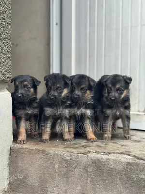 1-3 months Male Purebred German Shepherd