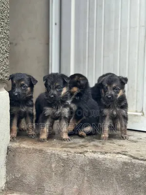 1-3 months Male Purebred German Shepherd