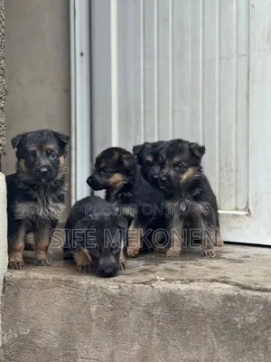 1-3 months Male Purebred German Shepherd