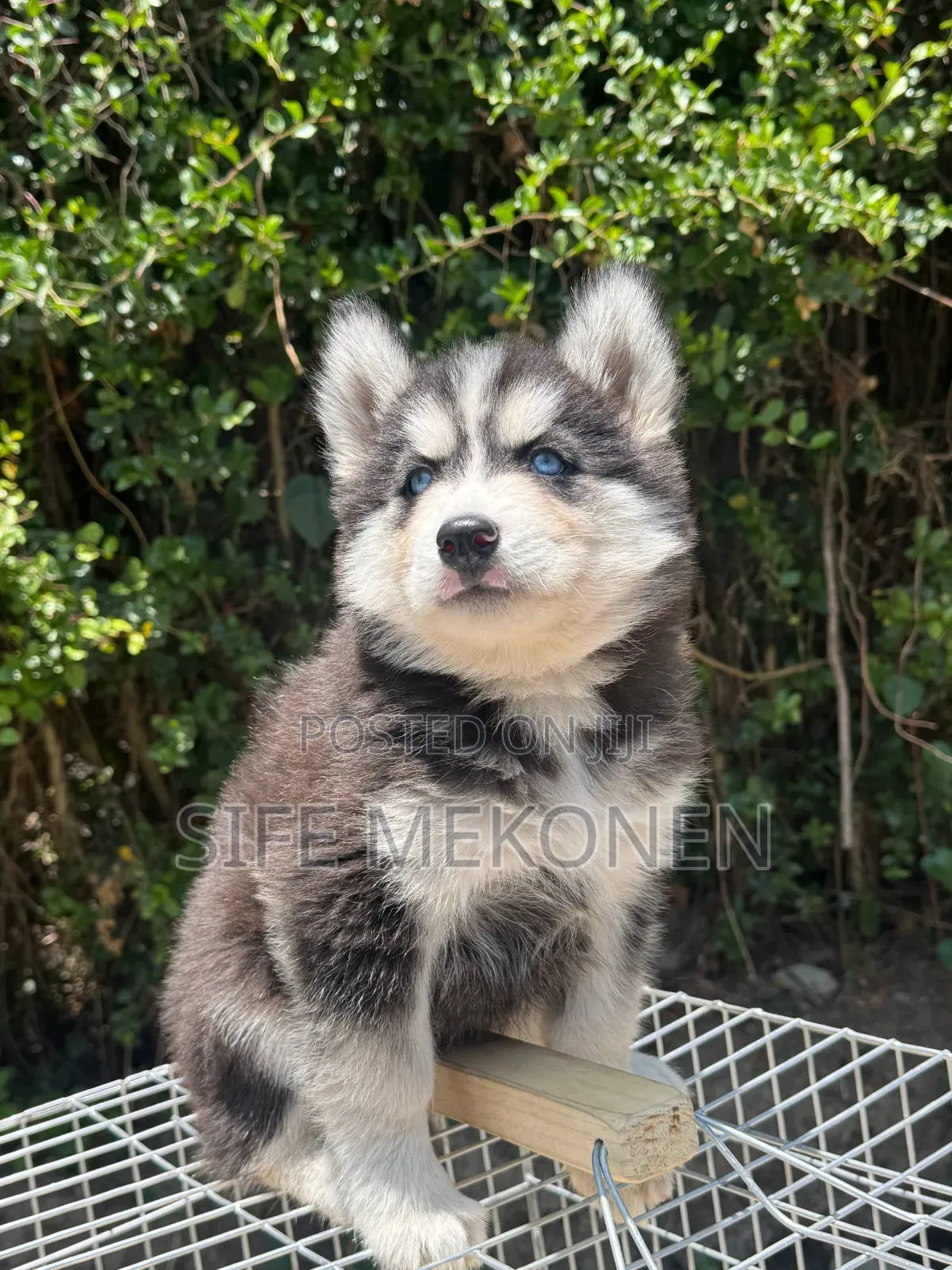 1-3 months Male Purebred Siberian Husky