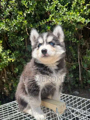 1-3 months Male Purebred Siberian Husky