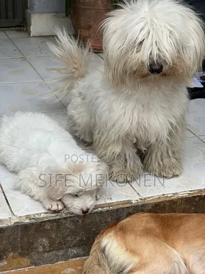 1-3 months Male Purebred Maltese