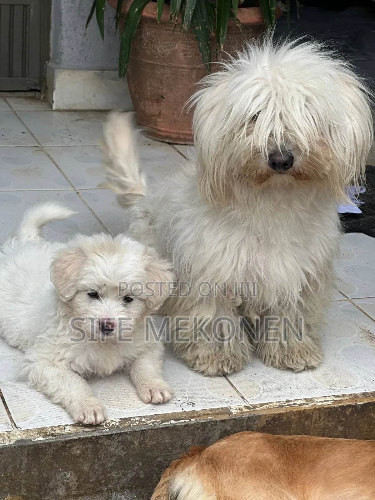 1-3 months Male Purebred Maltese