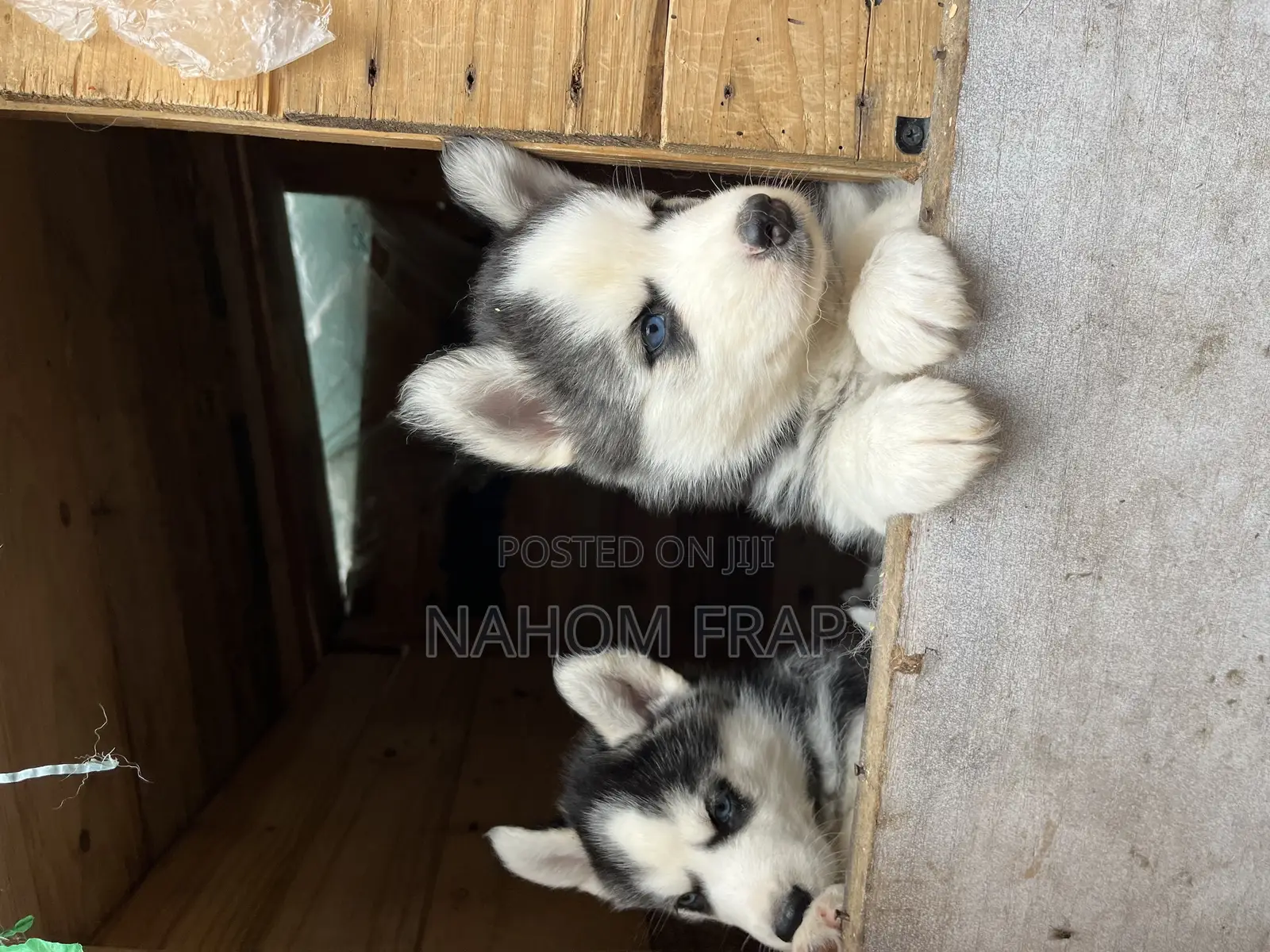 1-3 months Male Purebred Siberian Husky