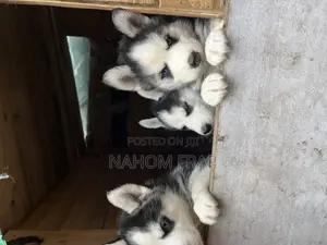 1-3 months Male Purebred Siberian Husky