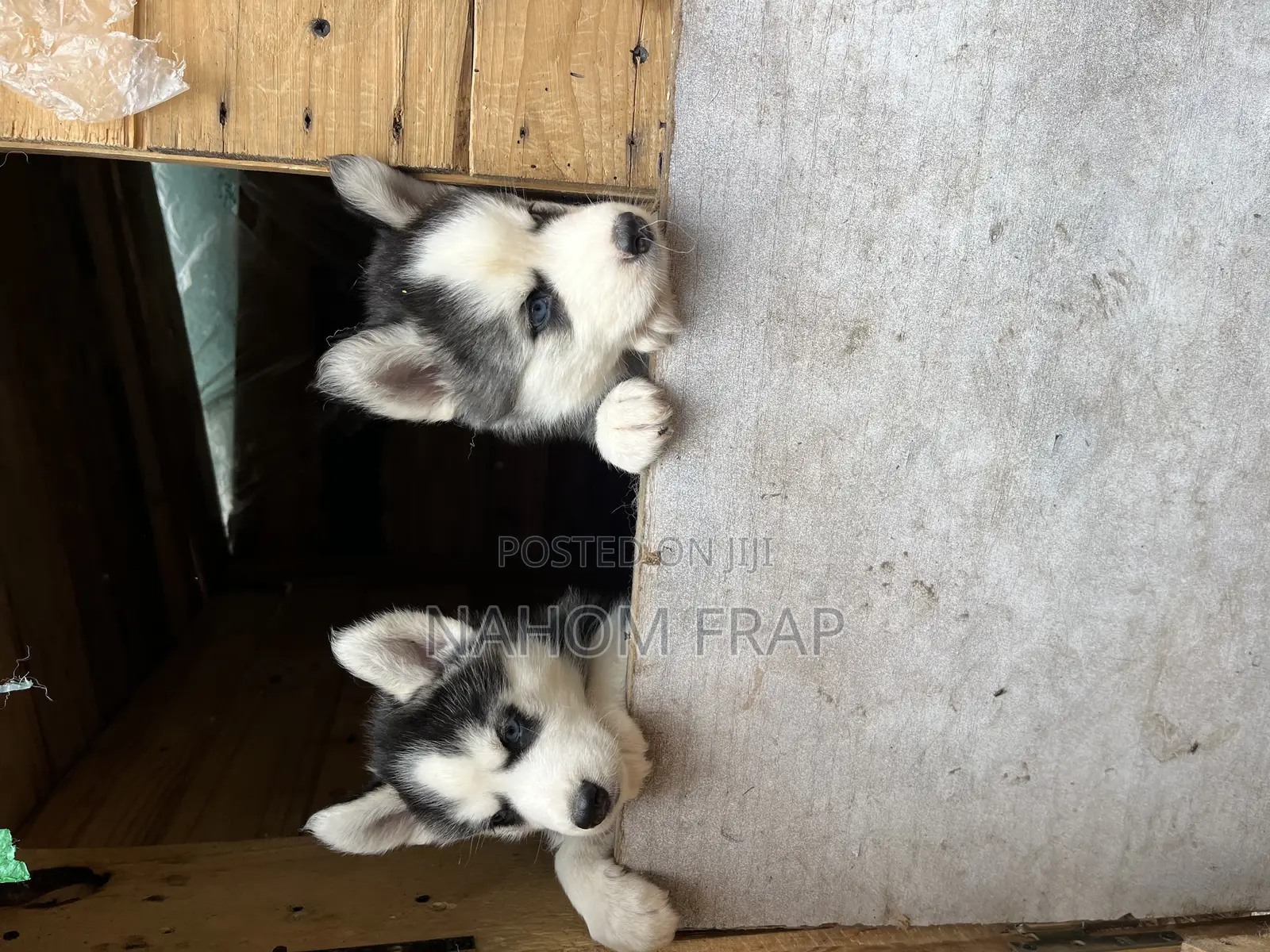 1-3 months Male Purebred Siberian Husky