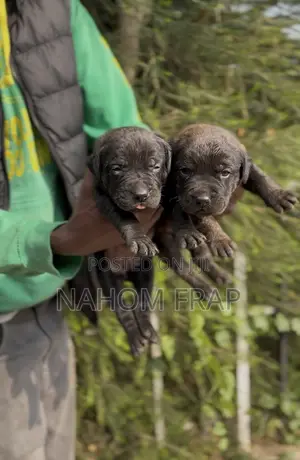 1-3 months Male Purebred Mastiff