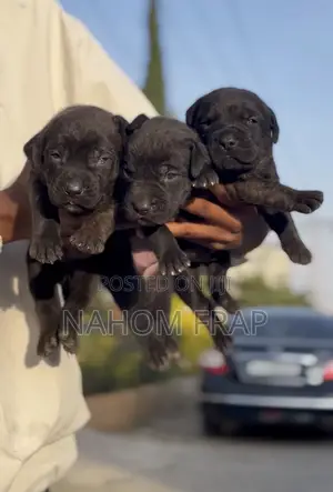 1-3 months Male Purebred Mastiff