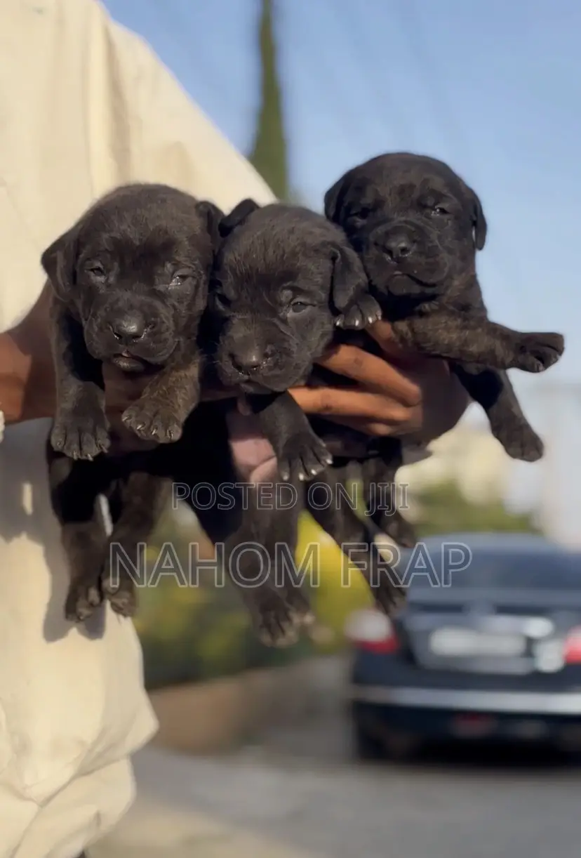 1-3 months Male Purebred Mastiff