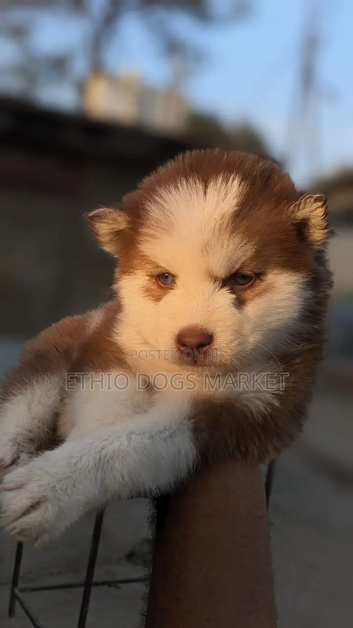 1-3 months Male Purebred Siberian Husky